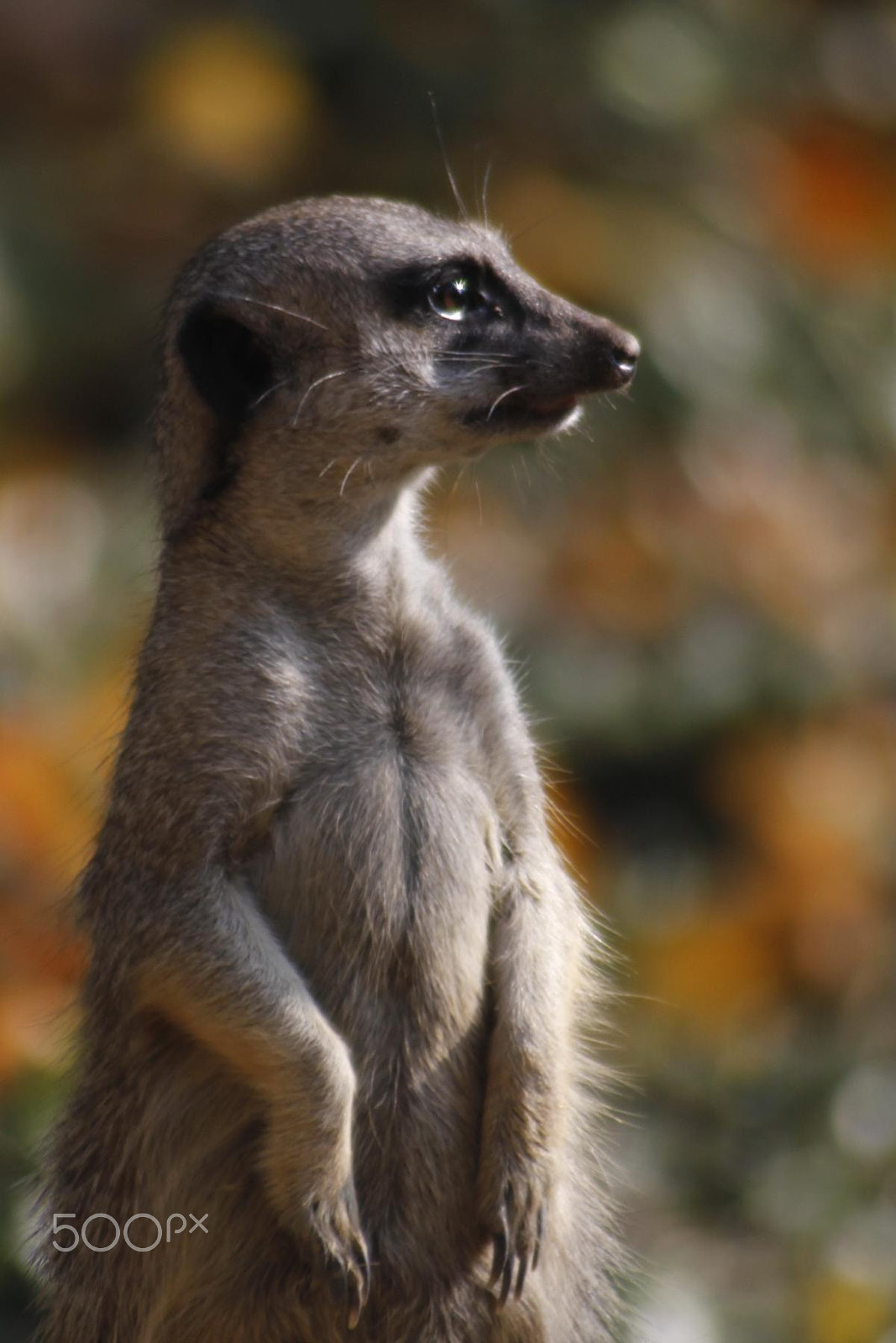 Canon EF 100-300mm f/5.6 sample photo. Impressionen aus dem zoo wuppertal photography