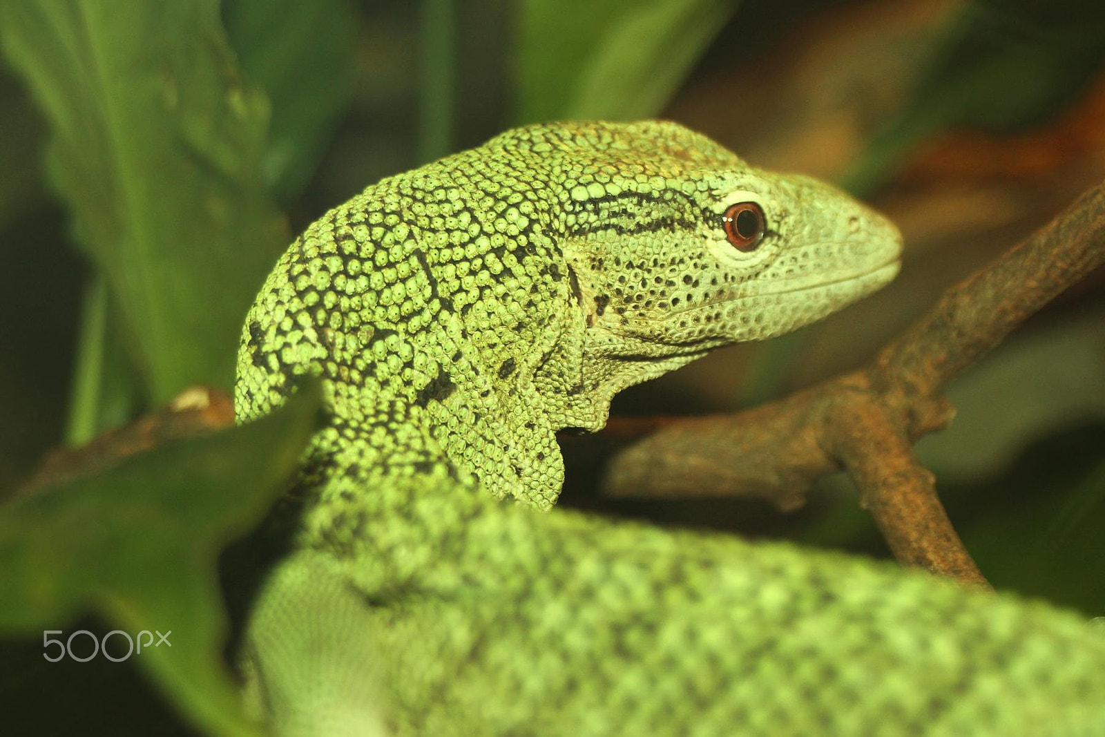 Sigma 28-80mm f/3.5-5.6 II Macro sample photo. Impressionen aus dem zoo wuppertal photography