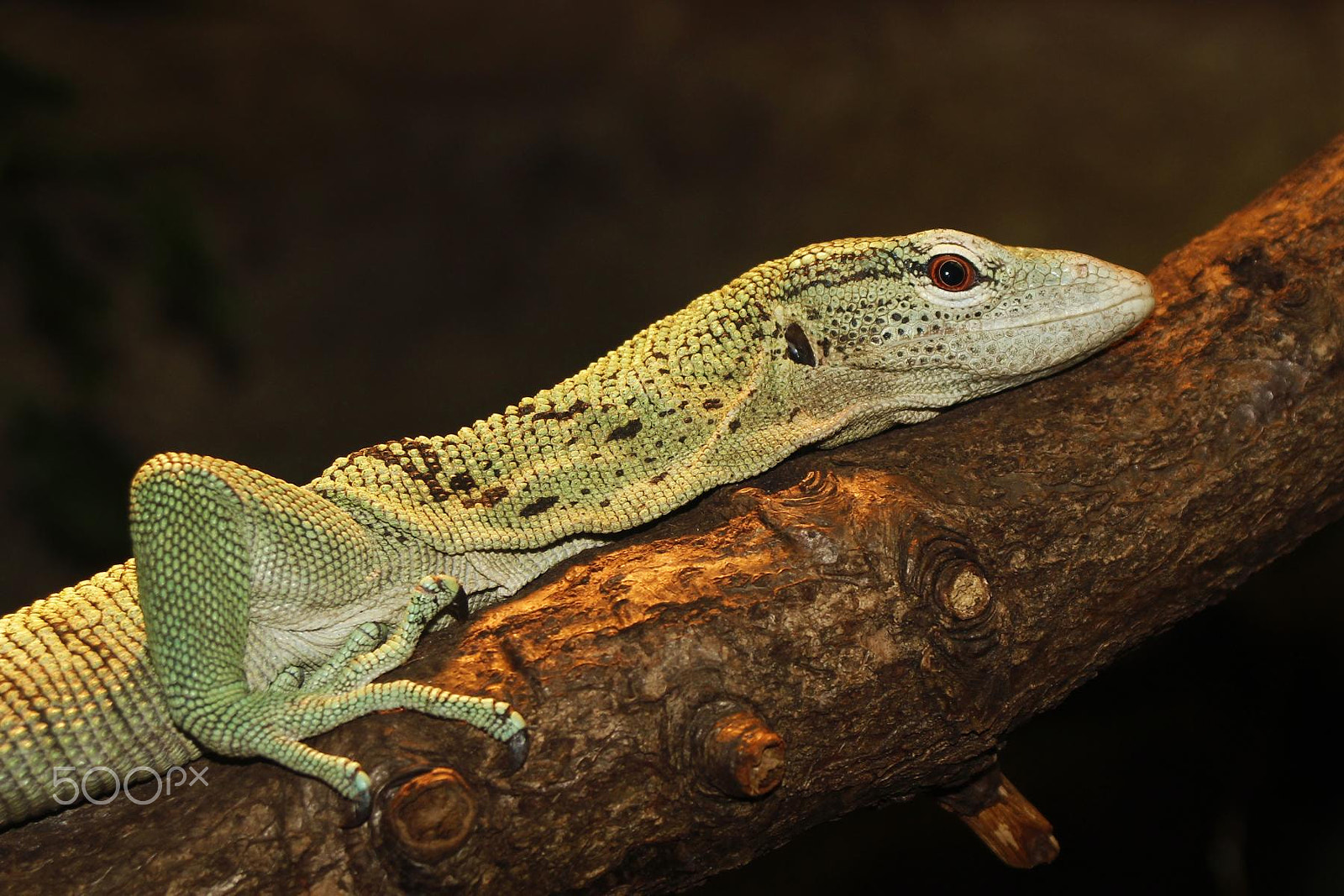 Sigma 28-80mm f/3.5-5.6 II Macro sample photo. Impressionen aus dem zoo wuppertal photography