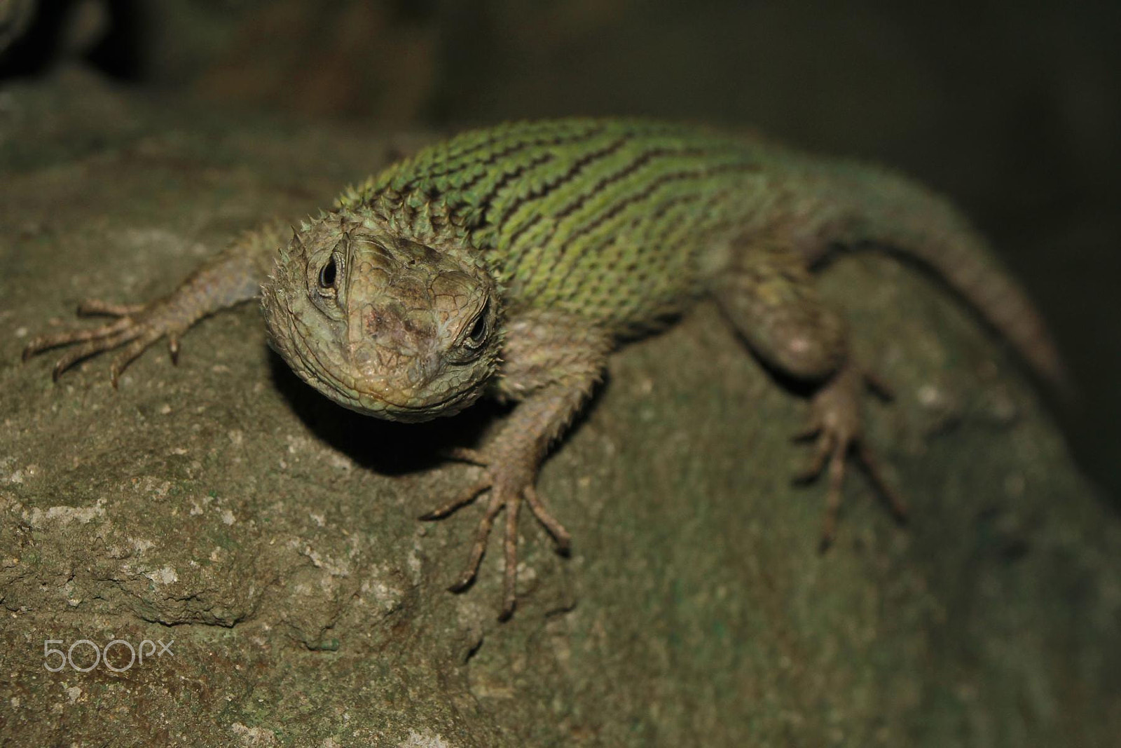 Sigma 28-80mm f/3.5-5.6 II Macro sample photo. Impressionen aus dem zoo wuppertal photography