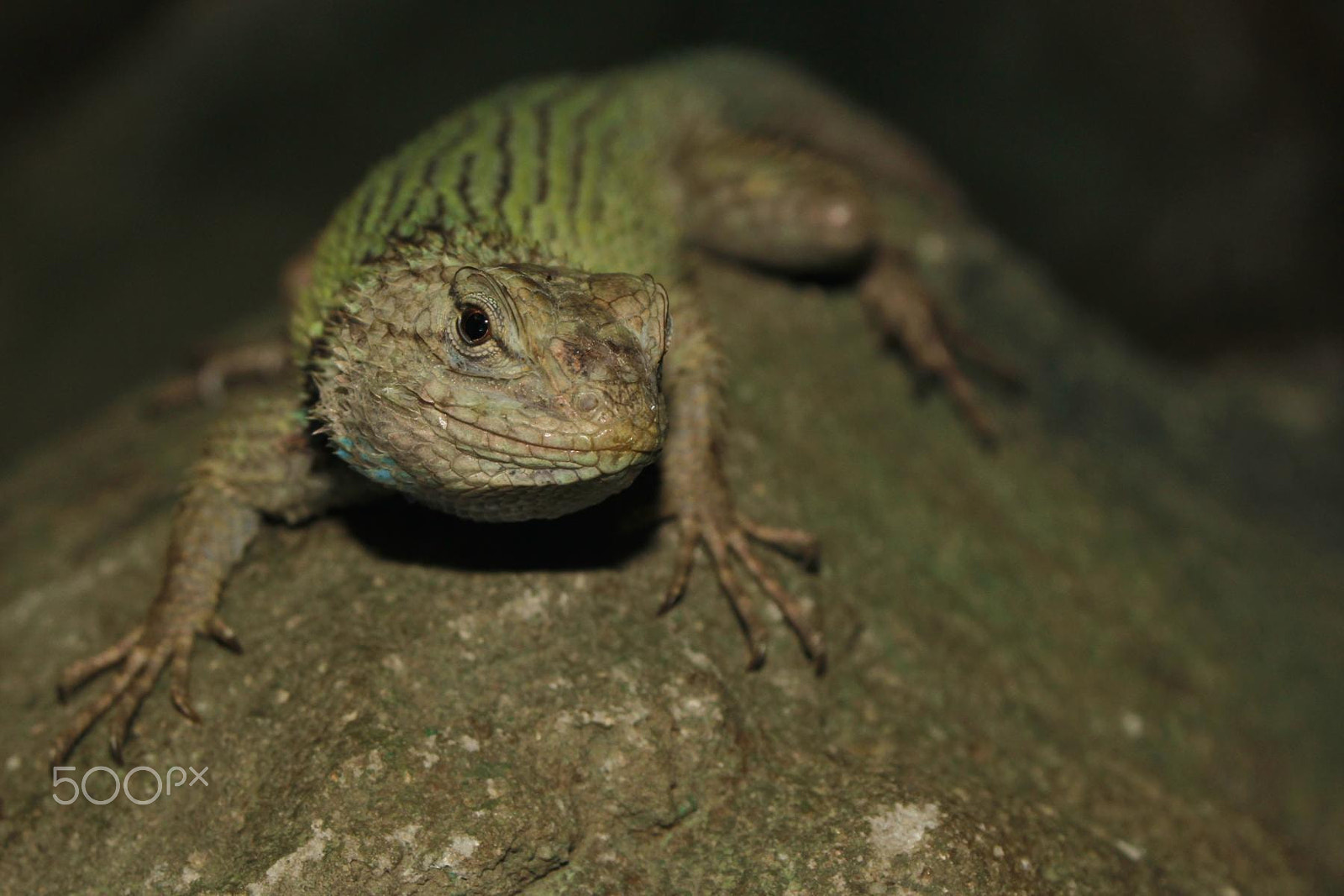 Sigma 28-80mm f/3.5-5.6 II Macro sample photo. Impressionen aus dem zoo wuppertal photography