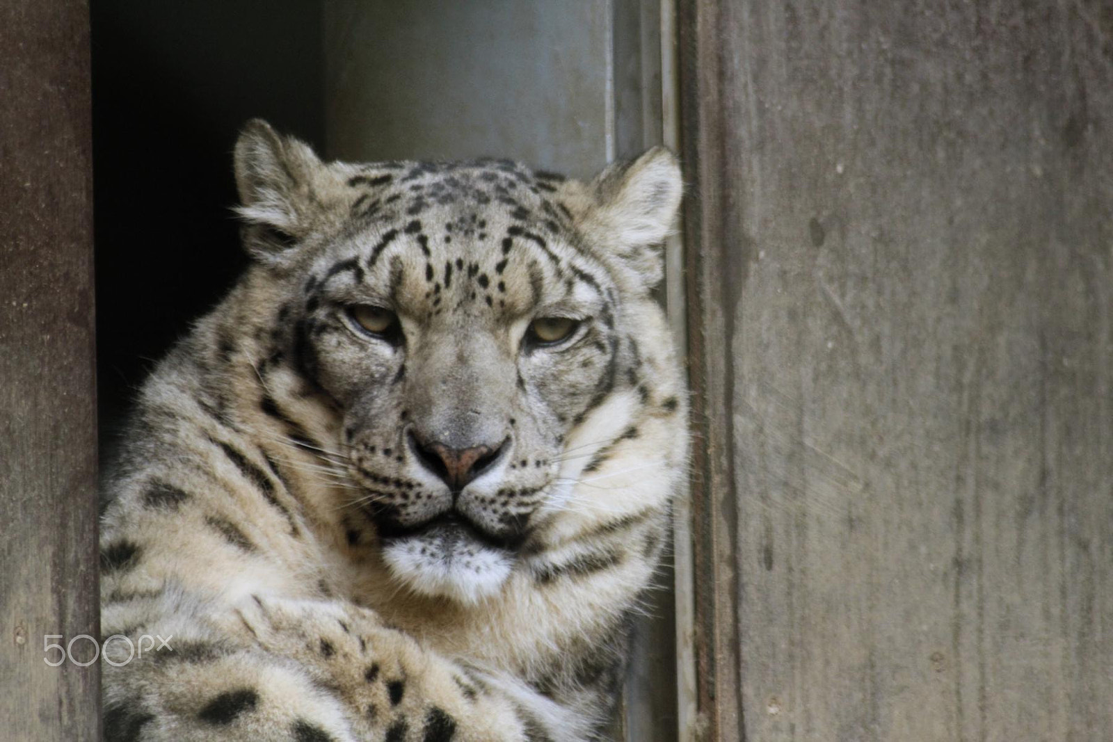 Canon EF 100-300mm f/5.6 sample photo. Impressionen aus dem zoo wuppertal photography