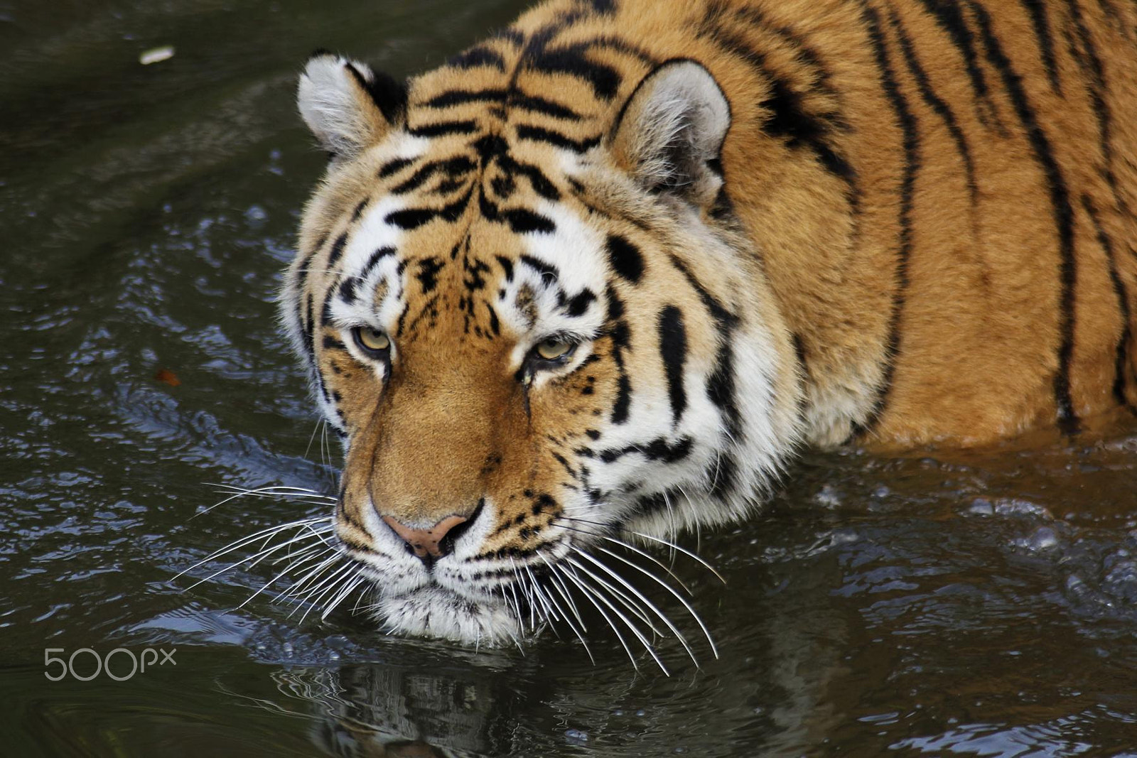 Canon EF 100-300mm f/5.6 sample photo. Impressionen aus dem zoo wuppertal photography