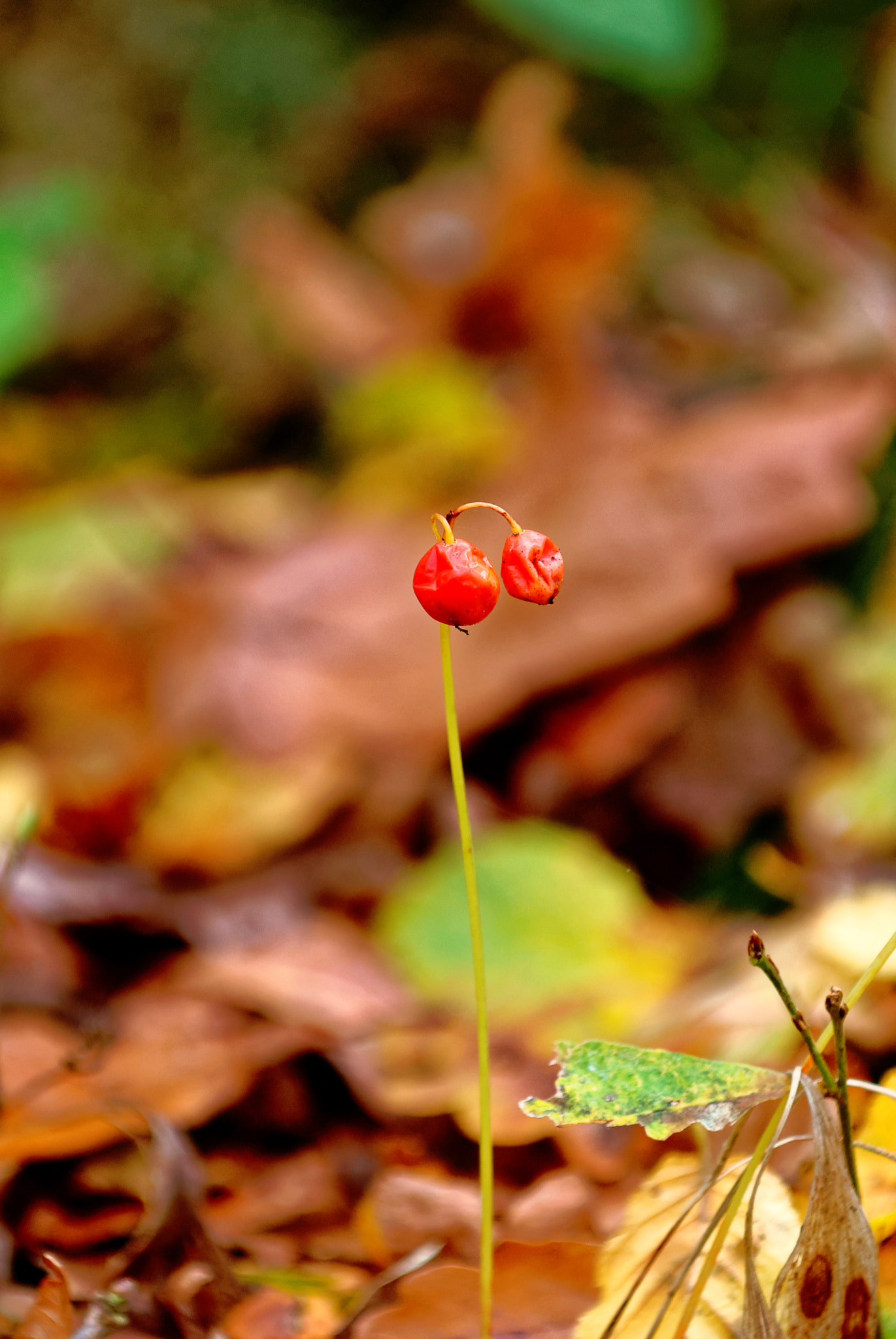 Nikon D200 sample photo. Res tanding photography
