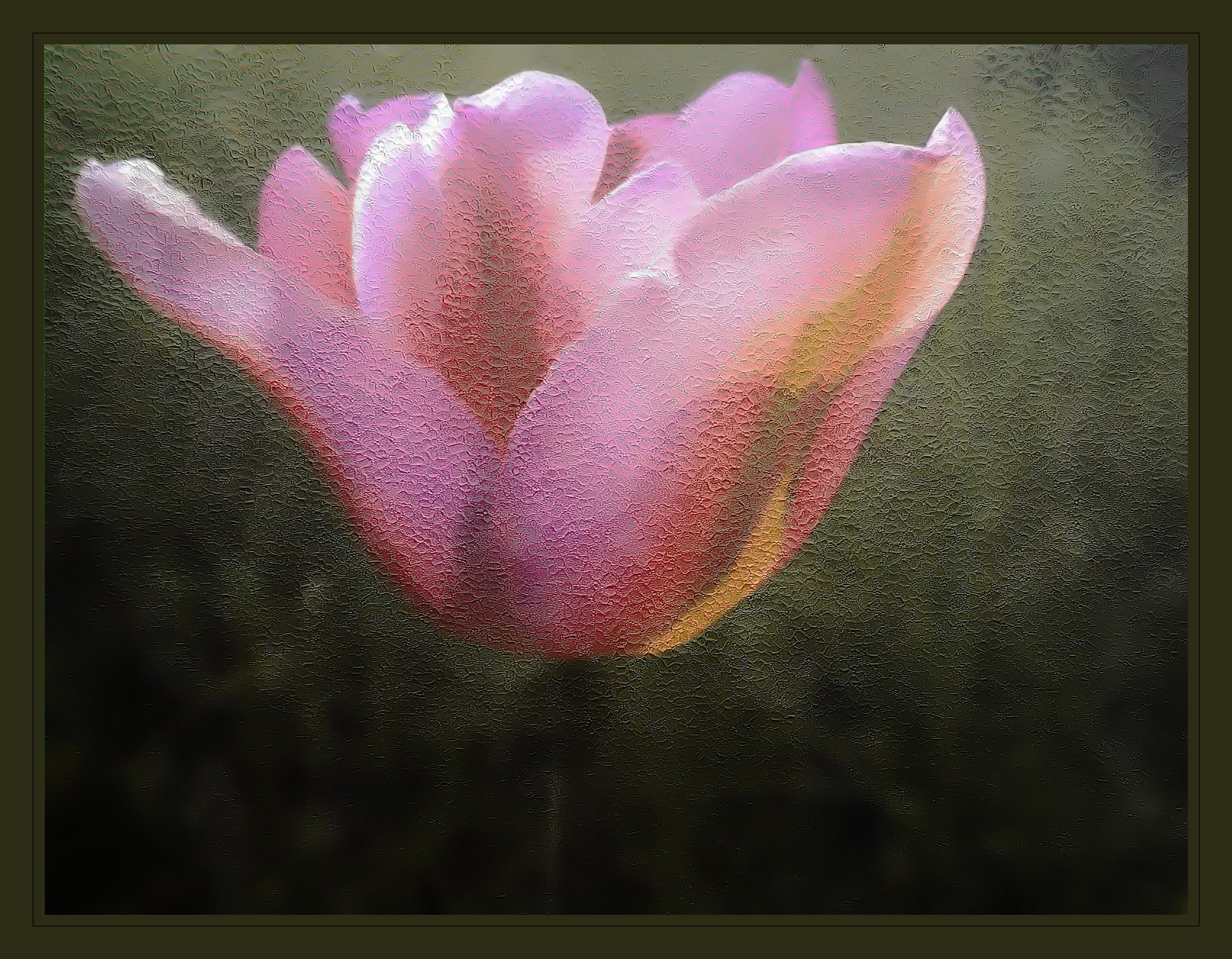 Pentax Optio I-10 sample photo. Pink tulip photography