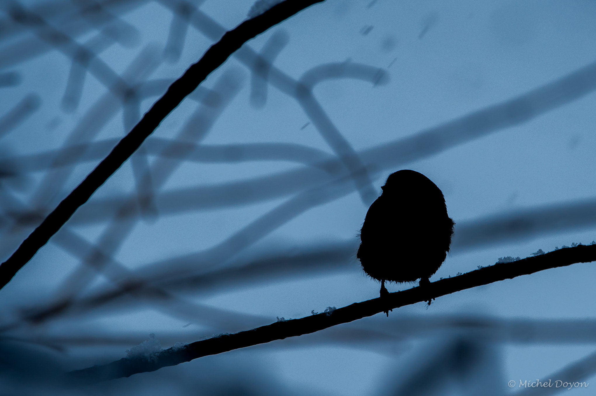 Nikon D3S sample photo. Mésange photography