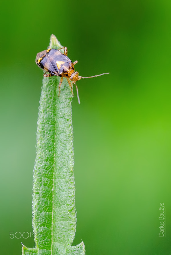 Sigma 150mm F2.8 EX DG OS Macro HSM sample photo. Bug photography