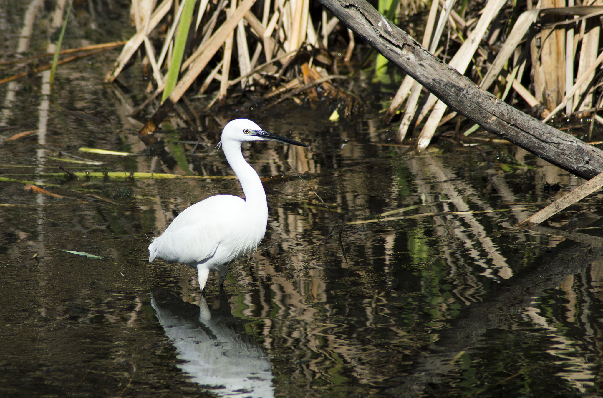 Tamron AF 200-400mm f/5.6 LD IF (75D) sample photo. Garceta común - little egret ( egretta garzetta ) photography