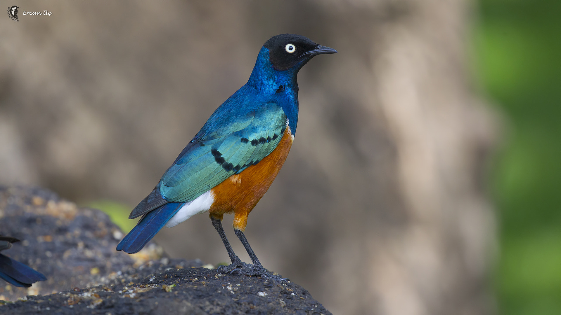 Canon EF 100-400mm F4.5-5.6L IS II USM sample photo. Colors of nature photography