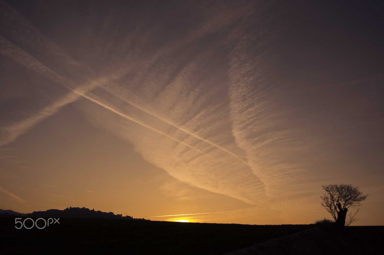 Sigma 17-70mm F2.8-4 DC Macro OS HSM | C sample photo. Almond tree silhouette at sunset photography