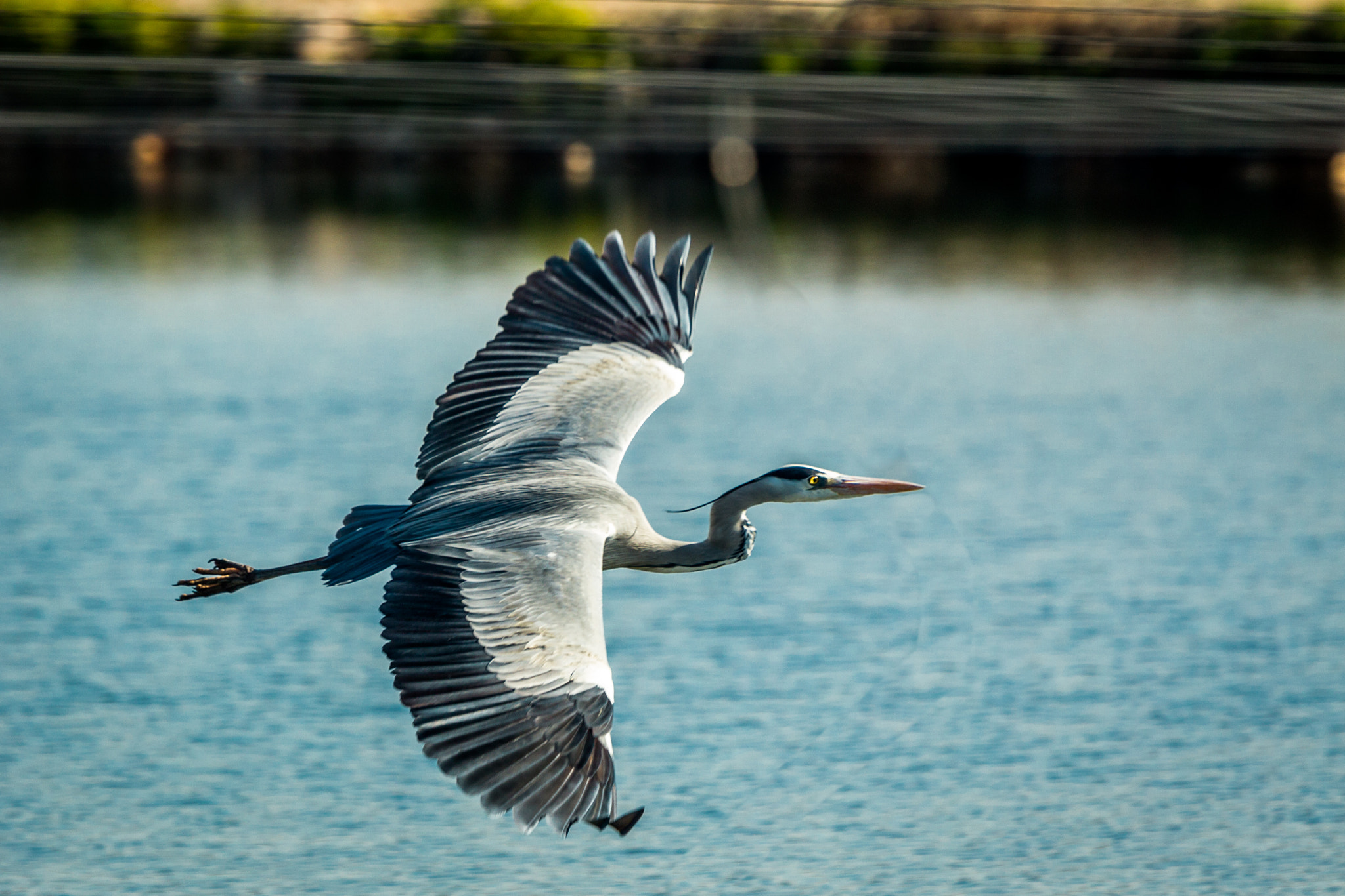Canon EF 70-200mm F2.8L IS USM sample photo. Heron photography