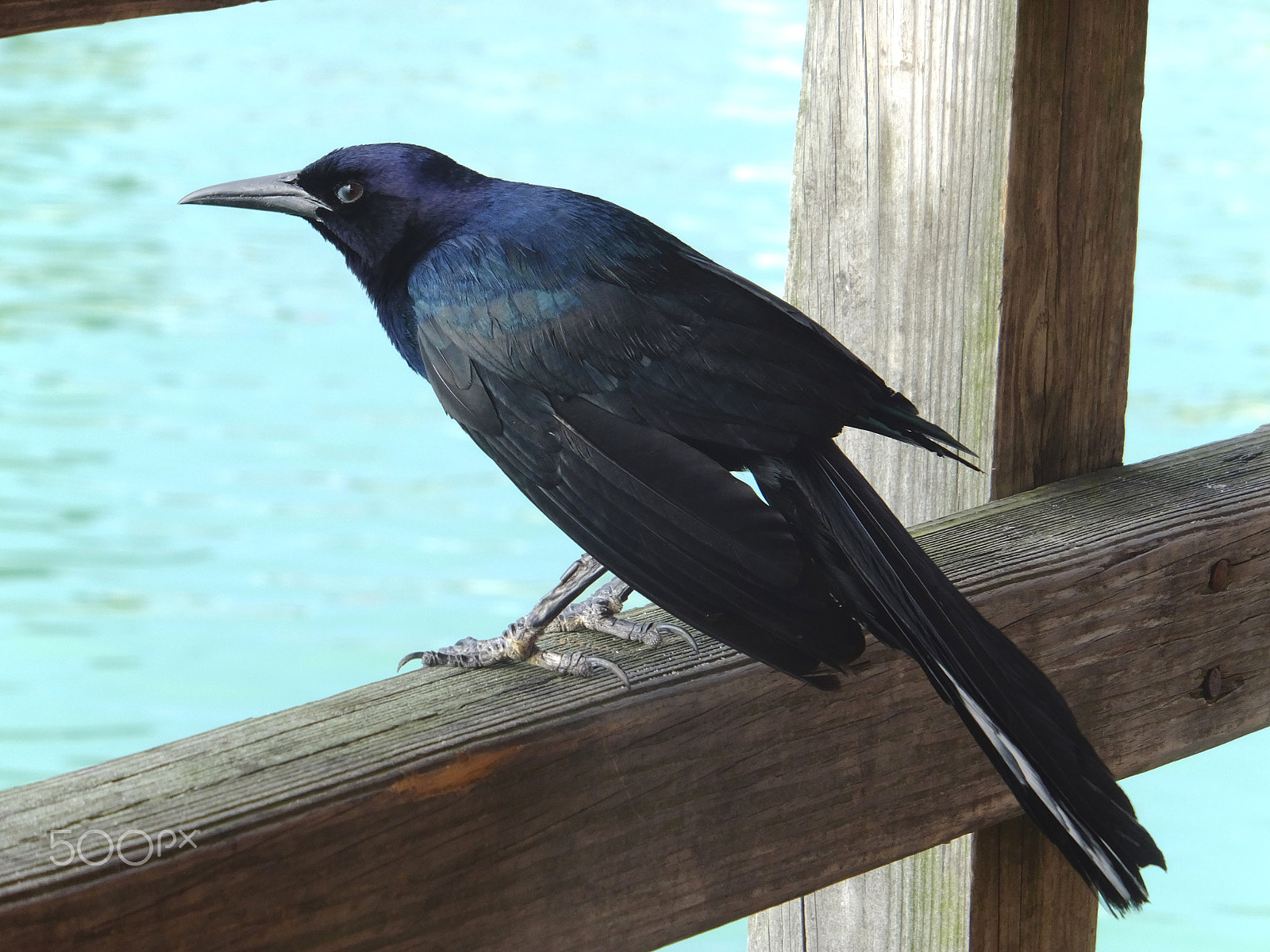 Fujifilm FinePix F850EXR sample photo. Wise fish crow. corvus ossifragus photography