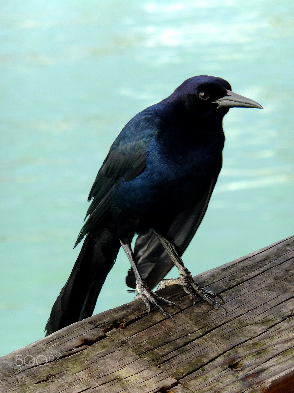 Fujifilm FinePix F850EXR sample photo. Wise fish crow. corvus ossifragus photography