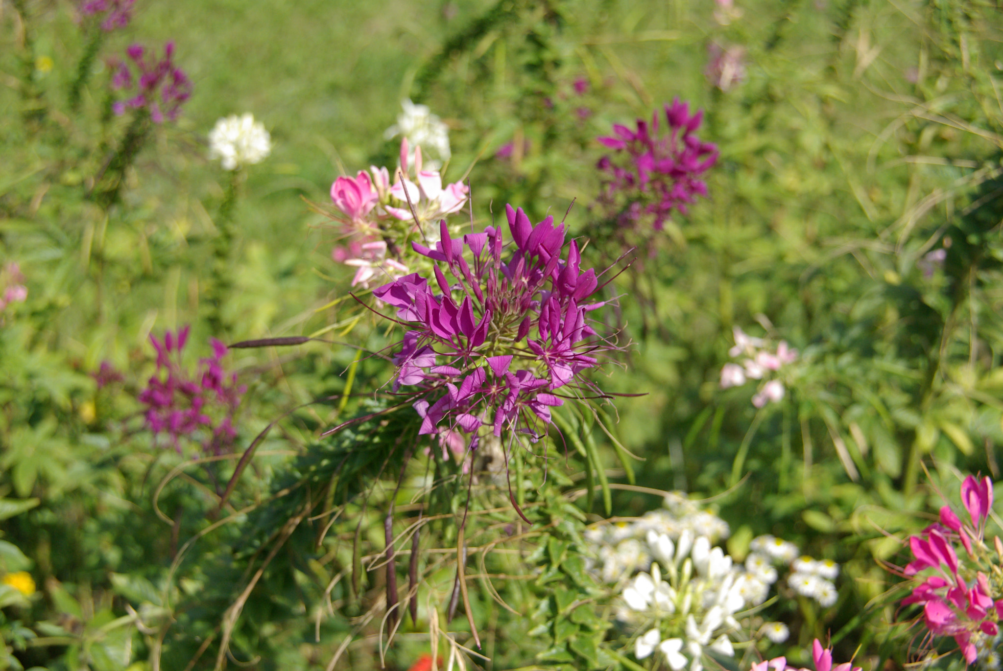 Pentax K10D sample photo. м. Житомир photography