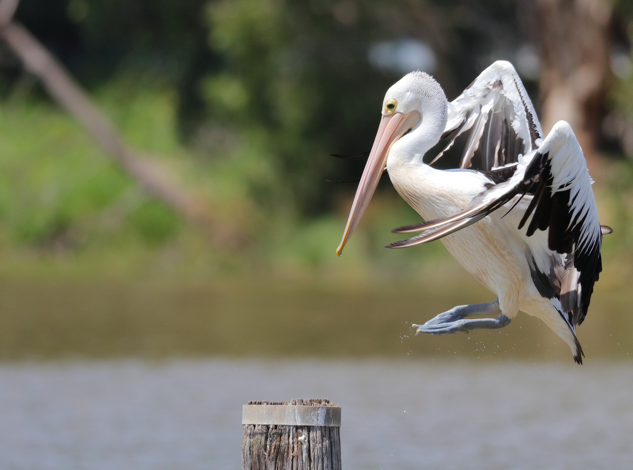 Canon EF 200-400mm F4L IS USM Extender 1.4x sample photo. Am i going to make it photography