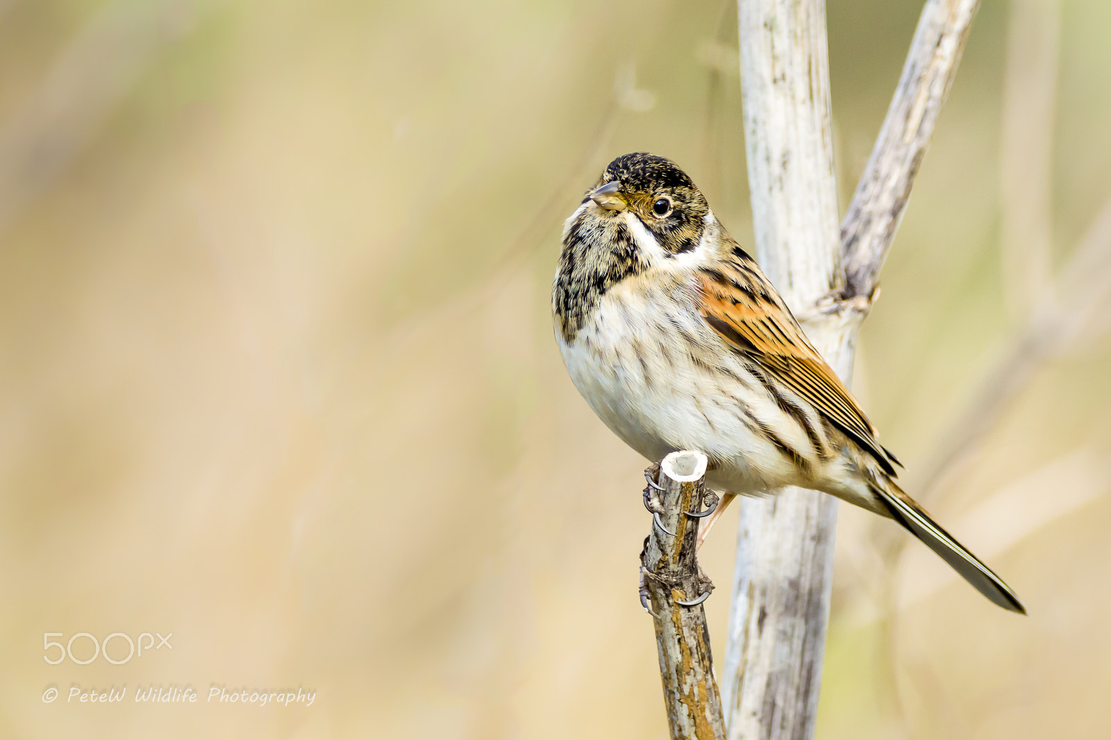 Sigma 150-600mm F5-6.3 DG OS HSM | C sample photo. Reed bunting at greylake (edited) photography