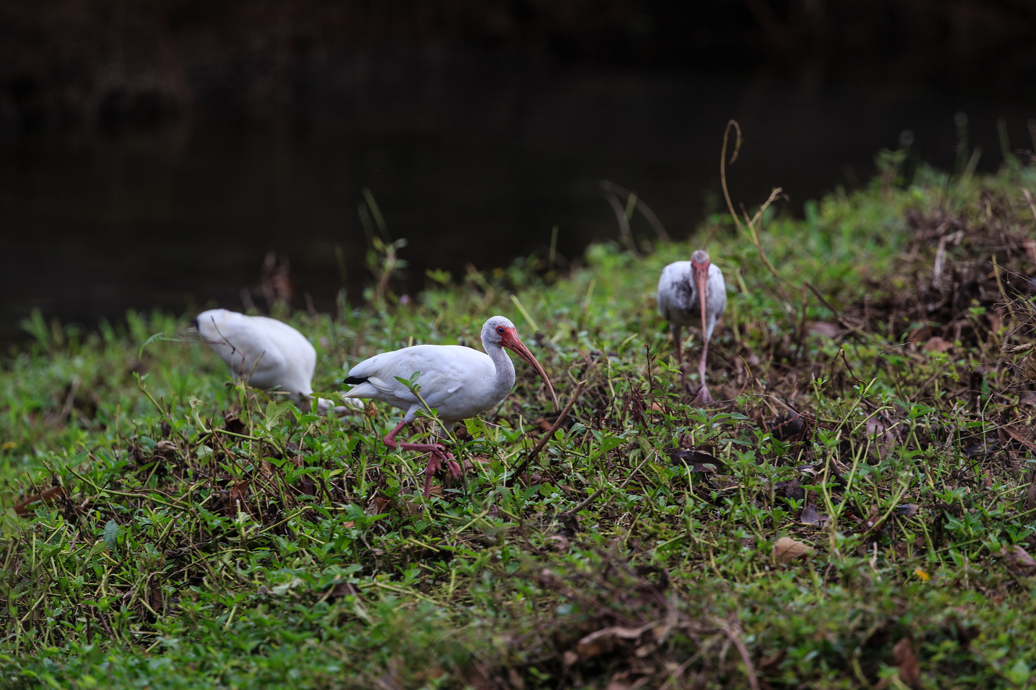 Canon EOS-1D X + Canon EF 400mm F4 DO IS II USM sample photo. White ibis photography