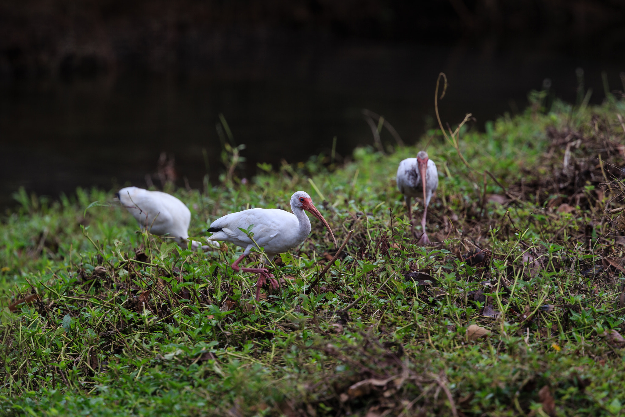 Canon EF 400mm F4 DO IS II USM sample photo. White ibis photography