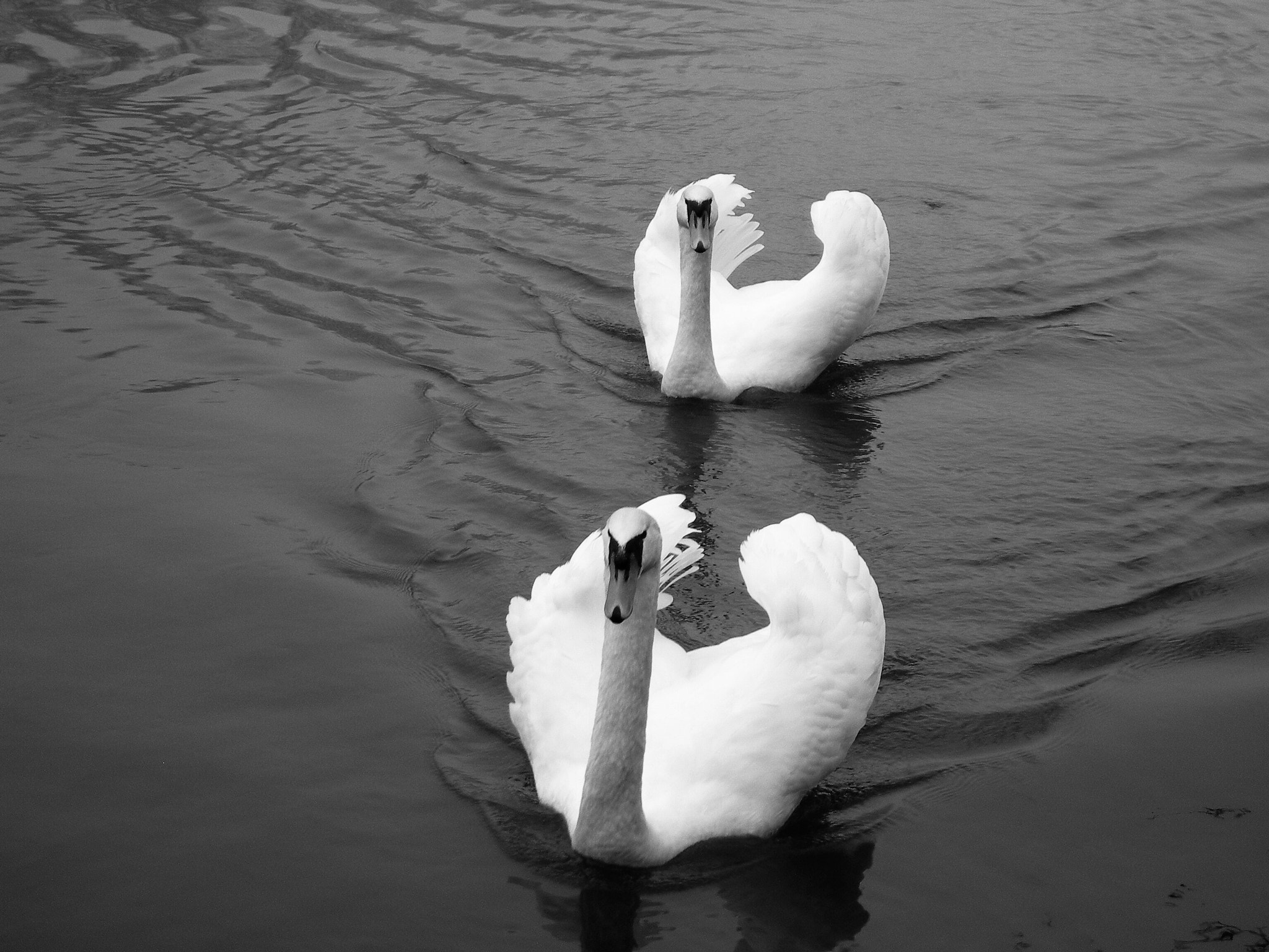 Nikon E7600 sample photo. ....san valentino.... photography