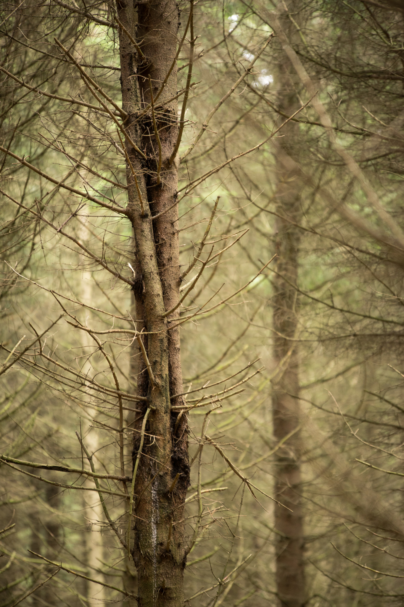 Sony a7 + 70-200mm F2.8 sample photo. Twisted tree photography