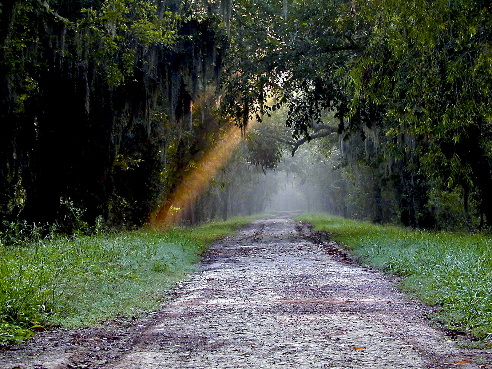 Nikon E950 sample photo. Brazosbend early morning photography