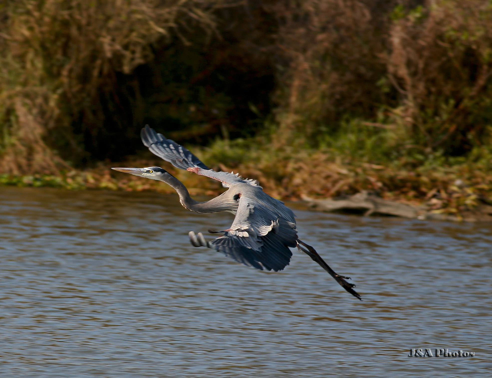 Canon EOS 5D + Canon EF 400mm F5.6L USM sample photo. Big bird photography