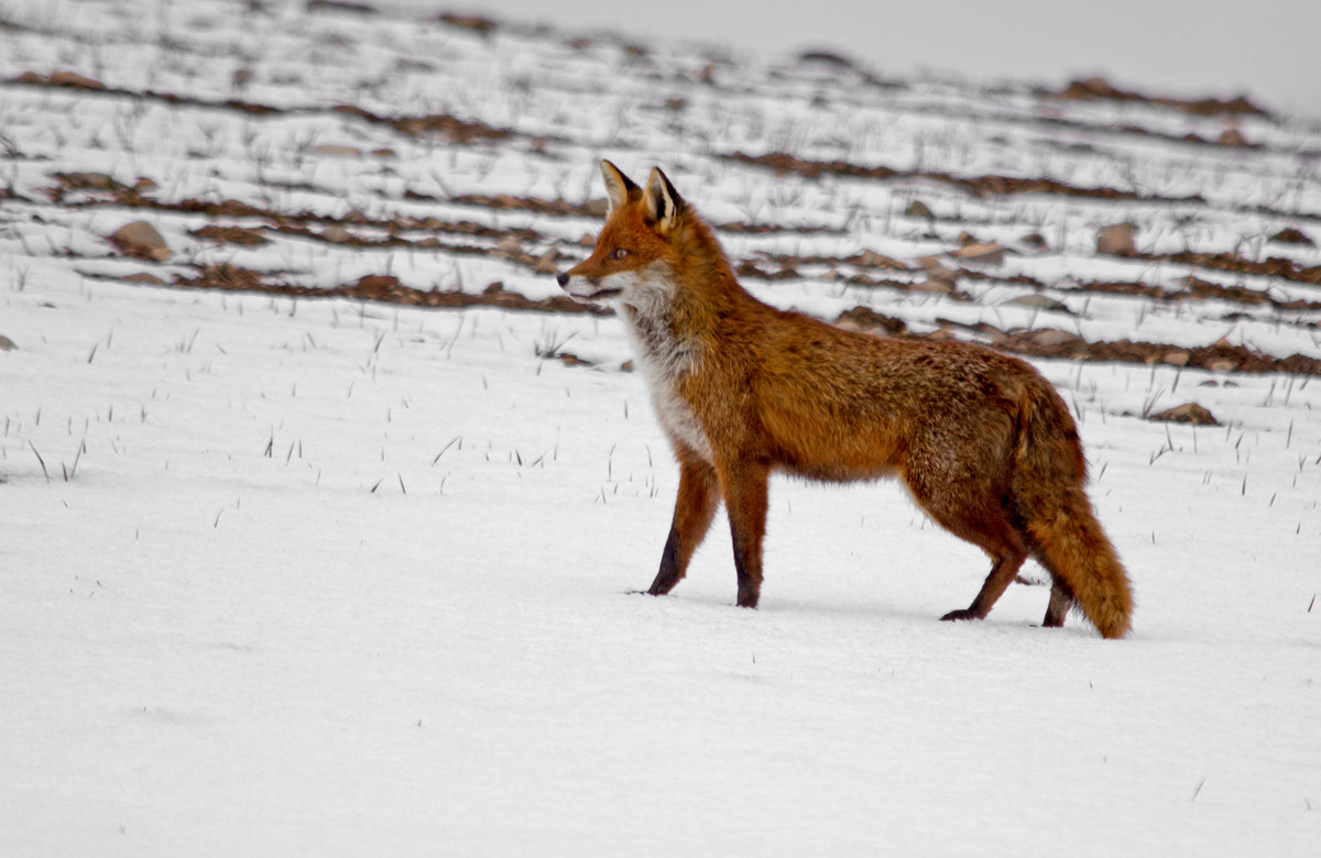 Canon EOS 550D (EOS Rebel T2i / EOS Kiss X4) + Sigma 150-500mm F5-6.3 DG OS HSM sample photo. Fox on the run dps resized photography
