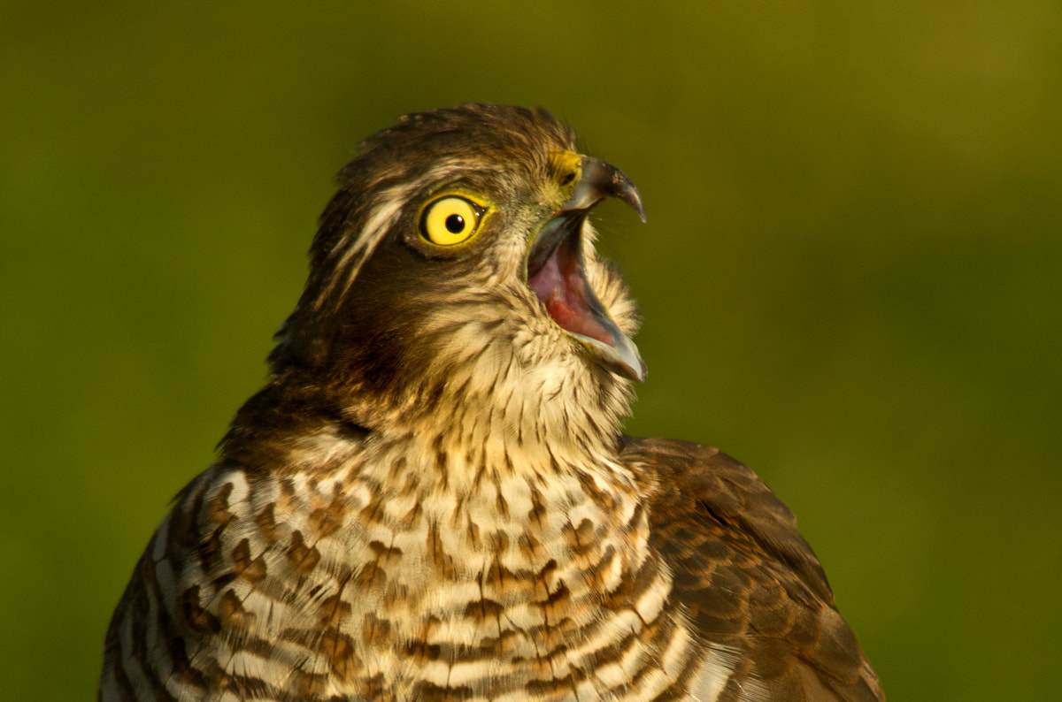 Sigma 150-500mm F5-6.3 DG OS HSM sample photo. Omg sparrowhawk dps resized photography