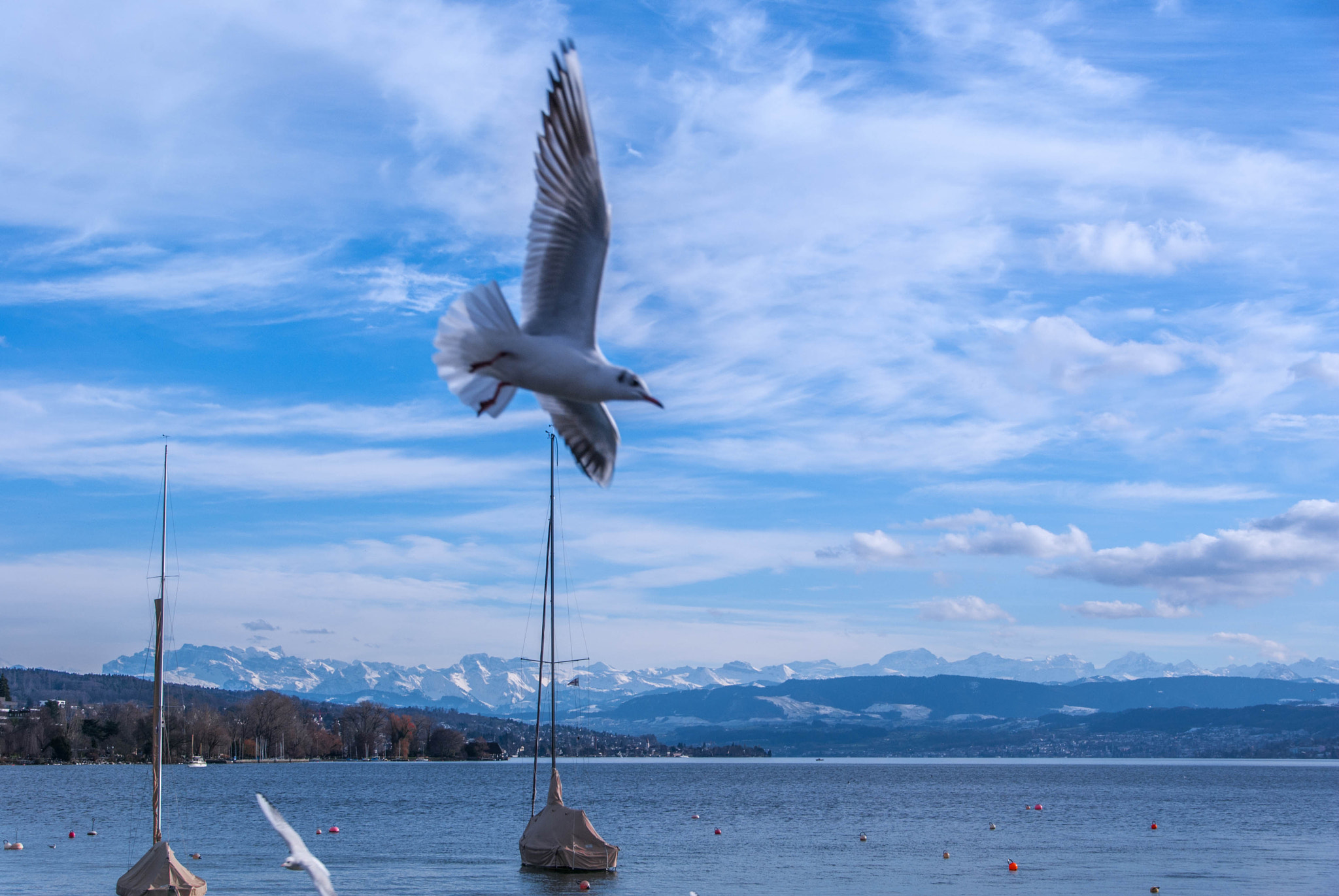 Pentax K10D + Sigma 18-200mm F3.5-6.3 II DC OS HSM sample photo. Seagull over zurichsee photography