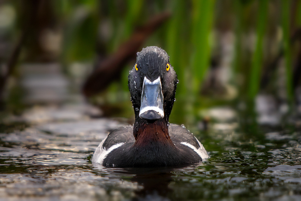 Nikon D7200 + Nikon AF-S Nikkor 600mm F4G ED VR sample photo. Angry ring necked duck photography
