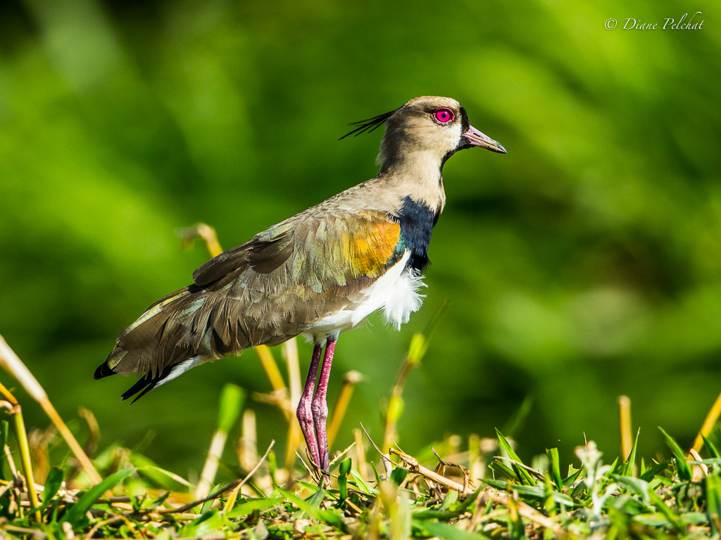 Canon EF 300mm F2.8L IS II USM sample photo. Southern lapwing photography