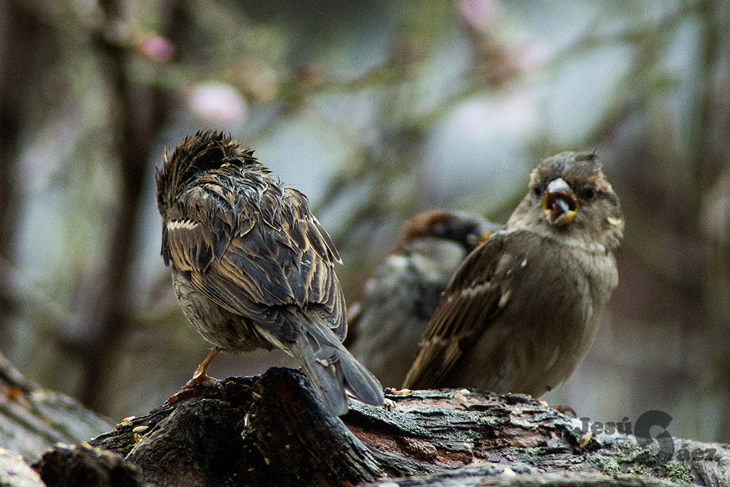 Sony SLT-A77 + Tamron 200-400mm F5.6 LD sample photo. Llueve photography