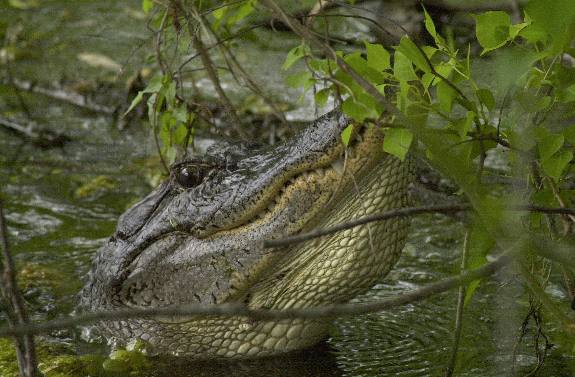 Nikon D1 sample photo. Alligator calling for a mate photography