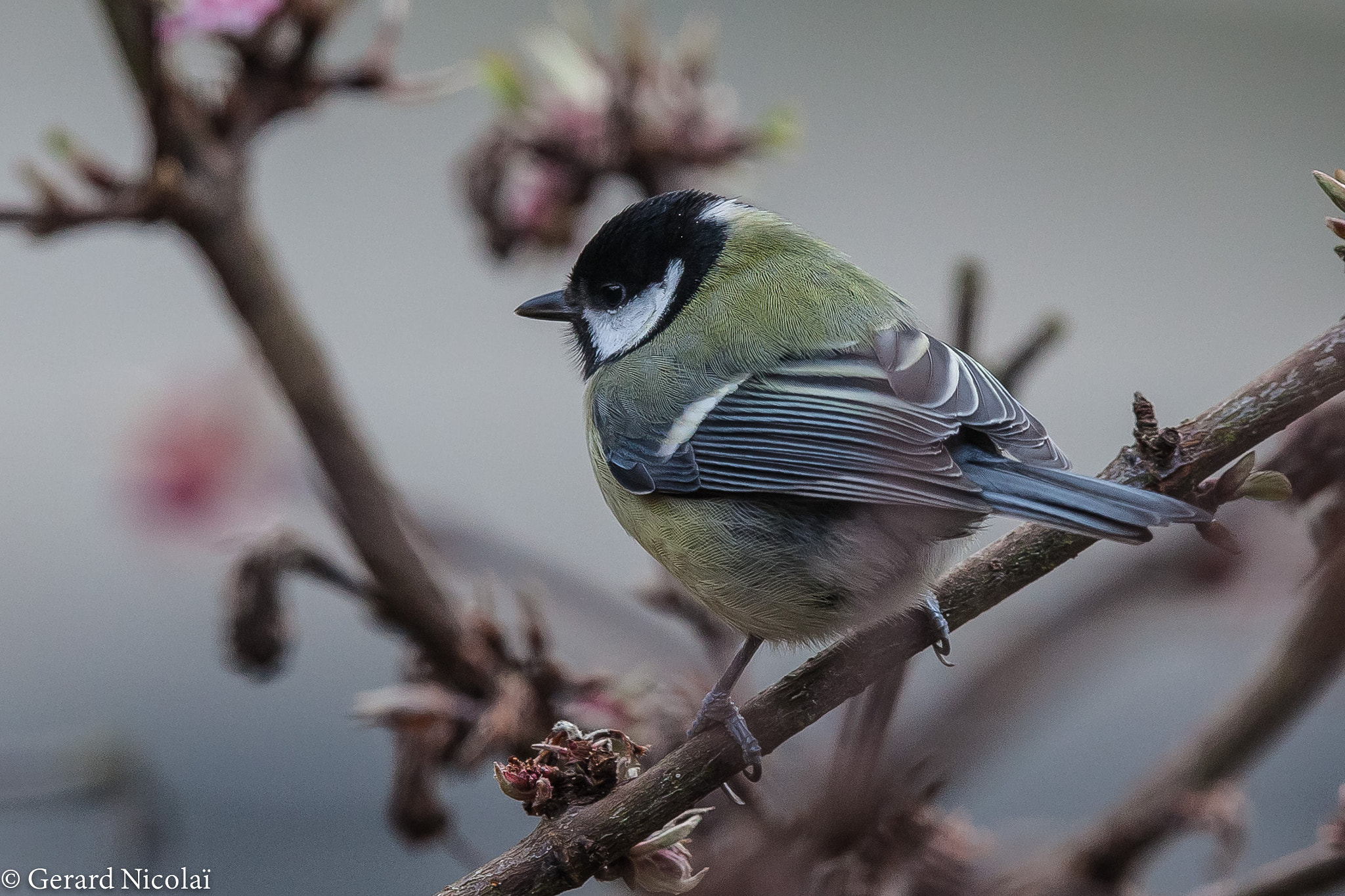 Canon EF 300mm F2.8L IS USM sample photo. Great tit photography