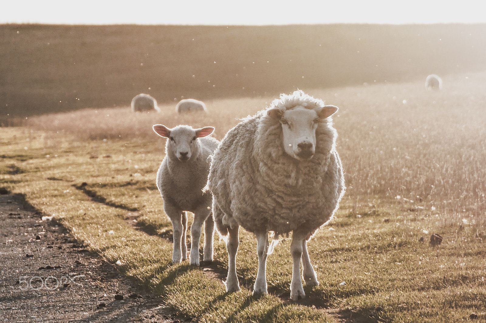 LUMIX G VARIO 45-150/F4.0-5.6 sample photo. Sheeps photography