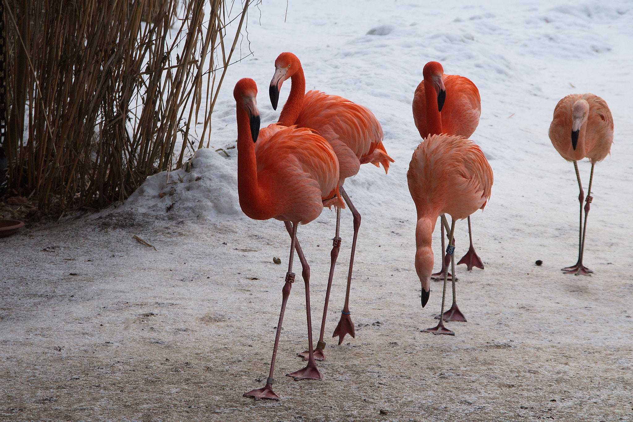 Sigma 18-125mm F3.8-5.6 DC OS HSM sample photo. Flamingos on the snow photography