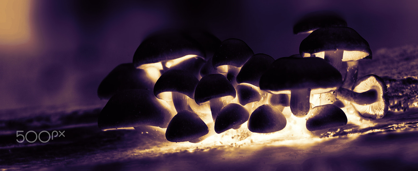 Canon EF-S 17-55mm F2.8 IS USM sample photo. Glowing mushrooms photography