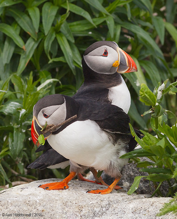 Canon EOS-1D Mark IV + Canon EF 300mm F4L IS USM sample photo. Atlantic puffins photography