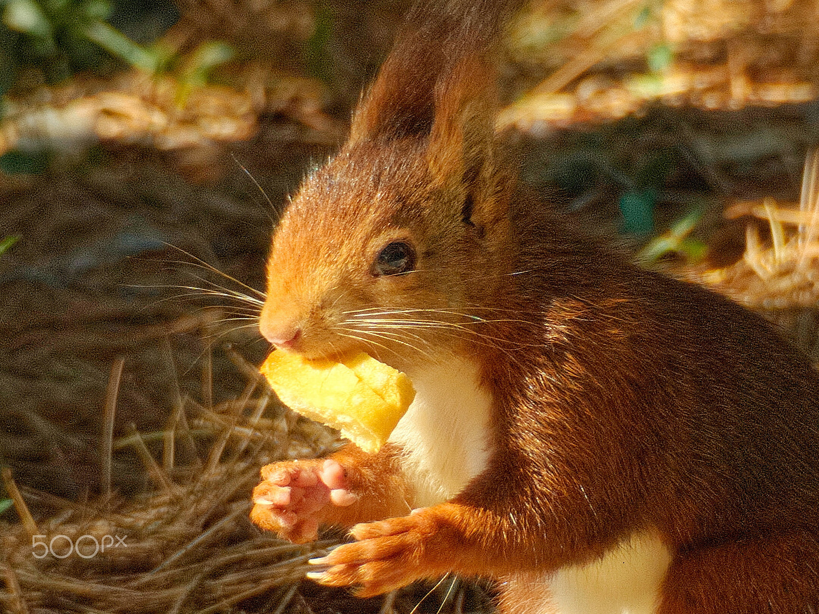 Built-in lens sample photo. Squirrel eating photography