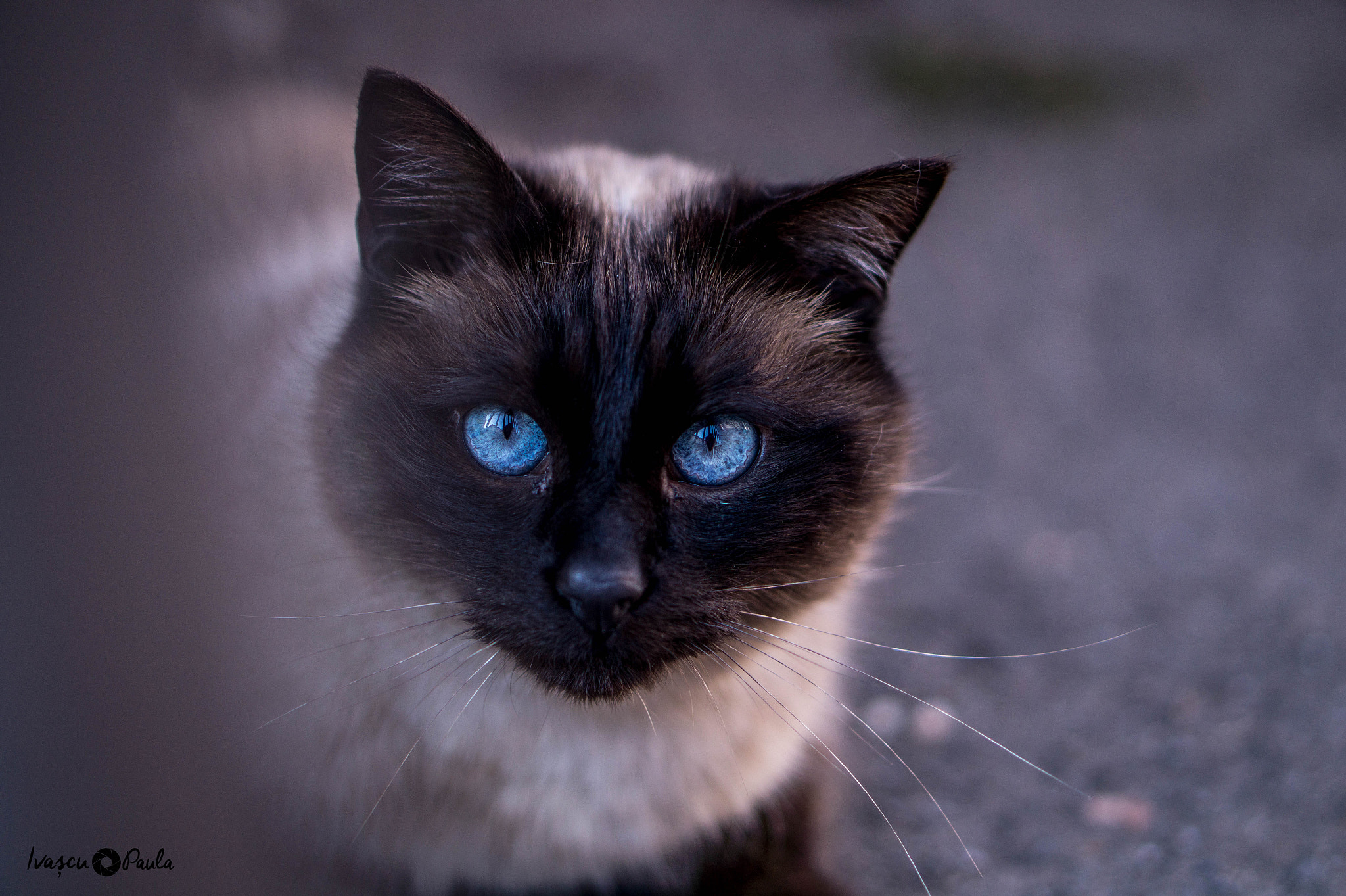 Sony Alpha a3000 sample photo. Blue eyes photography