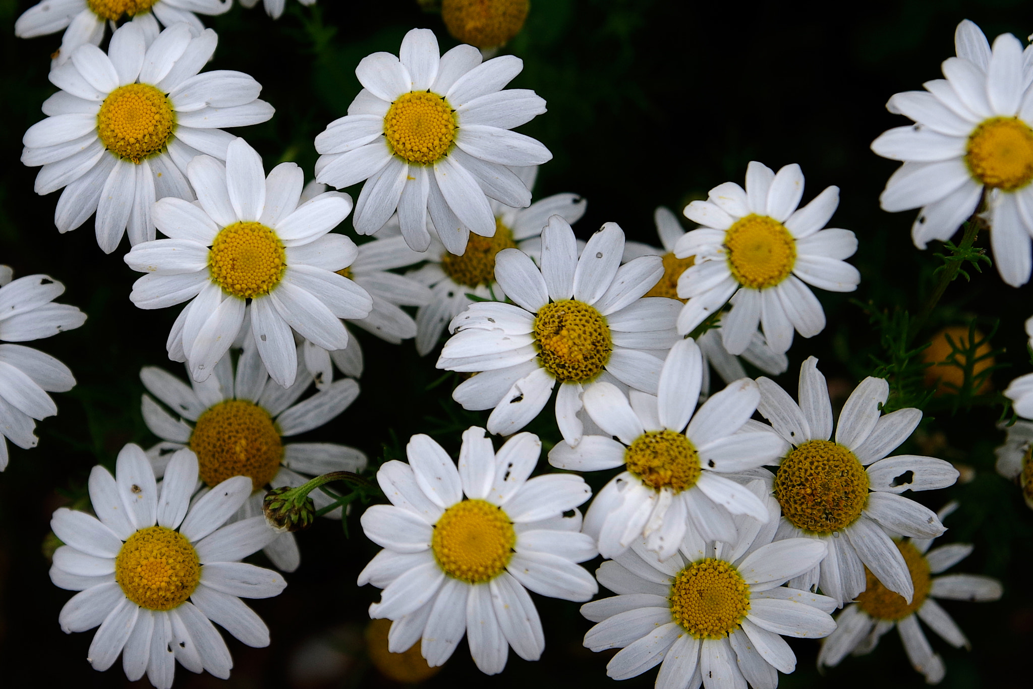 Pentax K-S1 sample photo. Imperfect photography