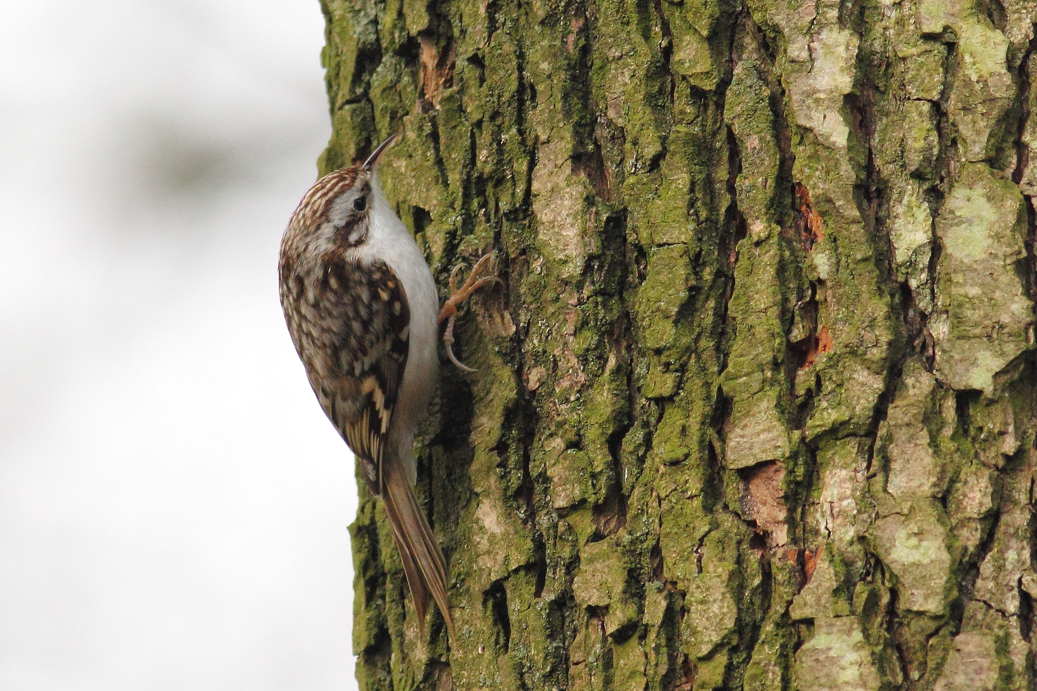 Canon EOS 60D + Canon EF 400mm F5.6L USM sample photo. Treecreeper photography