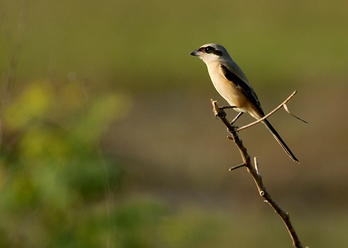 Nikon D3S + Tokina AT-X 304 AF (AF 300mm f/4.0) sample photo. Bird photography