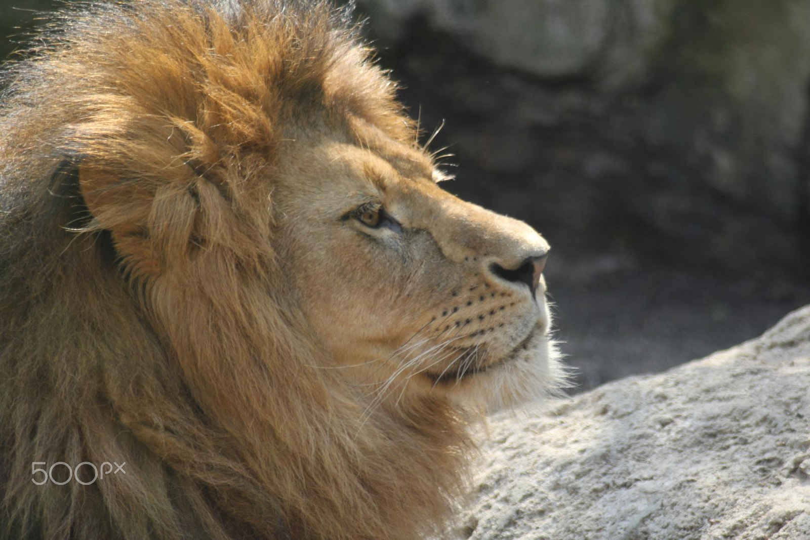 Canon EOS 550D (EOS Rebel T2i / EOS Kiss X4) + Canon EF 100-300mm f/5.6 sample photo. Impressionen aus dem zoo wuppertal photography