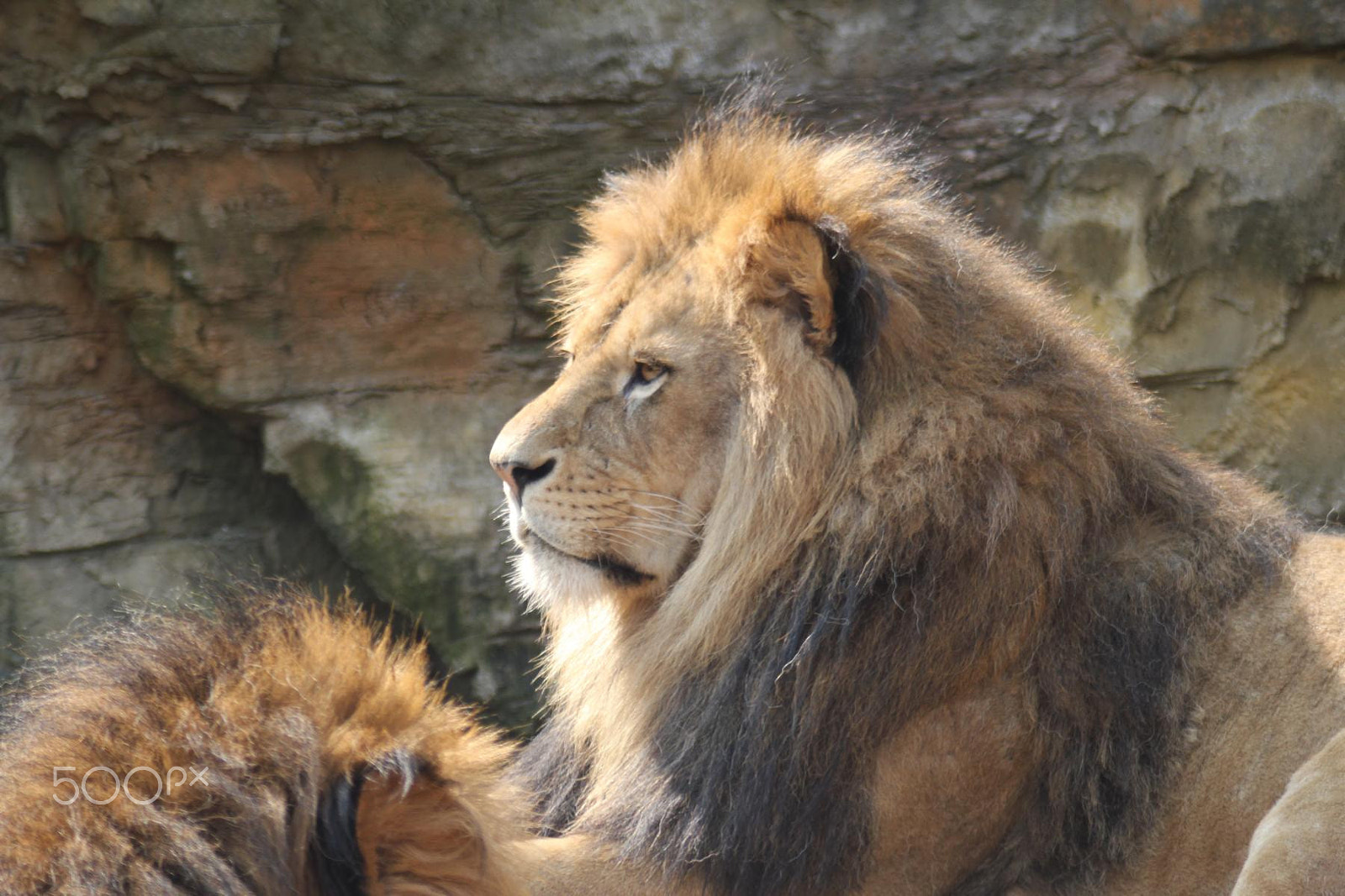 Canon EOS 550D (EOS Rebel T2i / EOS Kiss X4) + Canon EF 100-300mm f/5.6 sample photo. Impressionen aus dem zoo wuppertal photography