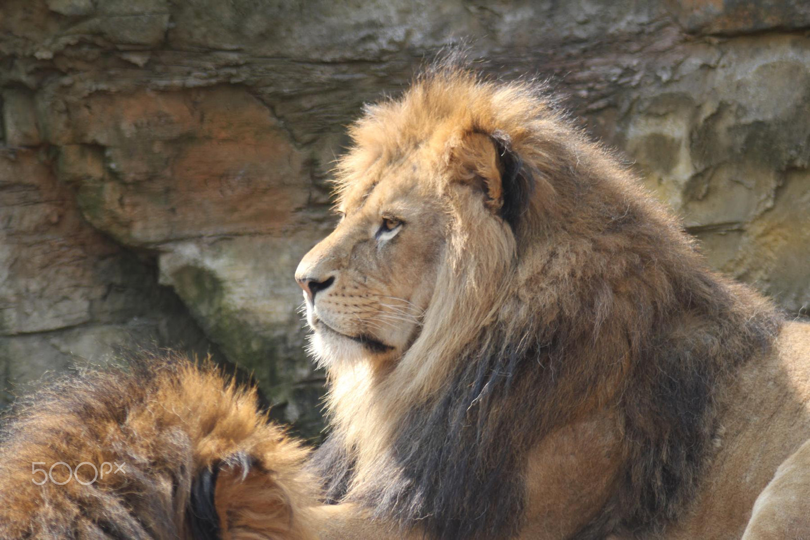 Canon EOS 550D (EOS Rebel T2i / EOS Kiss X4) + Canon EF 100-300mm f/5.6 sample photo. Impressionen aus dem zoo wuppertal photography