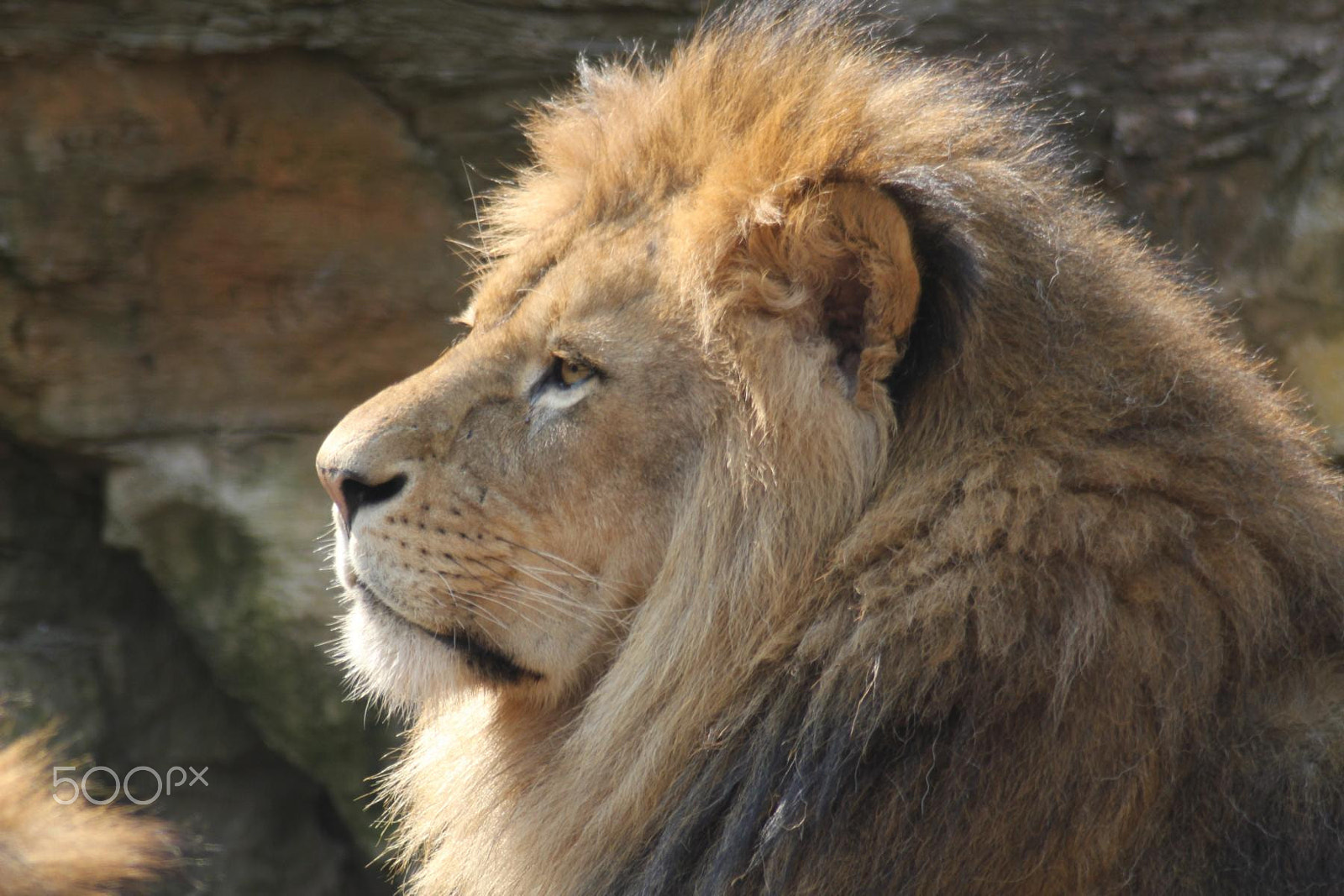 Canon EOS 550D (EOS Rebel T2i / EOS Kiss X4) + Canon EF 100-300mm f/5.6 sample photo. Impressionen aus dem zoo wuppertal photography