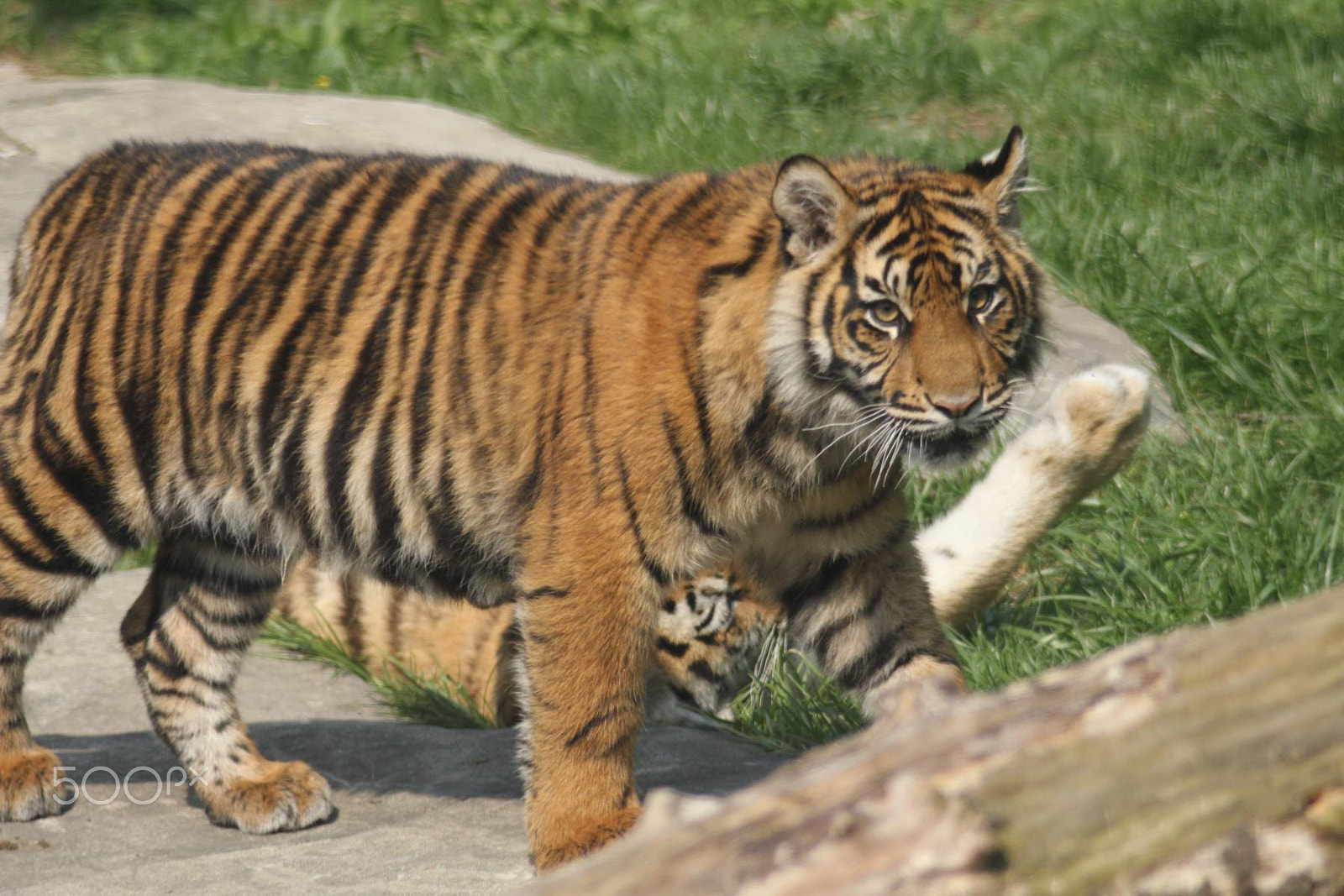 Canon EOS 550D (EOS Rebel T2i / EOS Kiss X4) + Canon EF 100-300mm f/5.6 sample photo. Impressionen aus dem zoo wuppertal photography