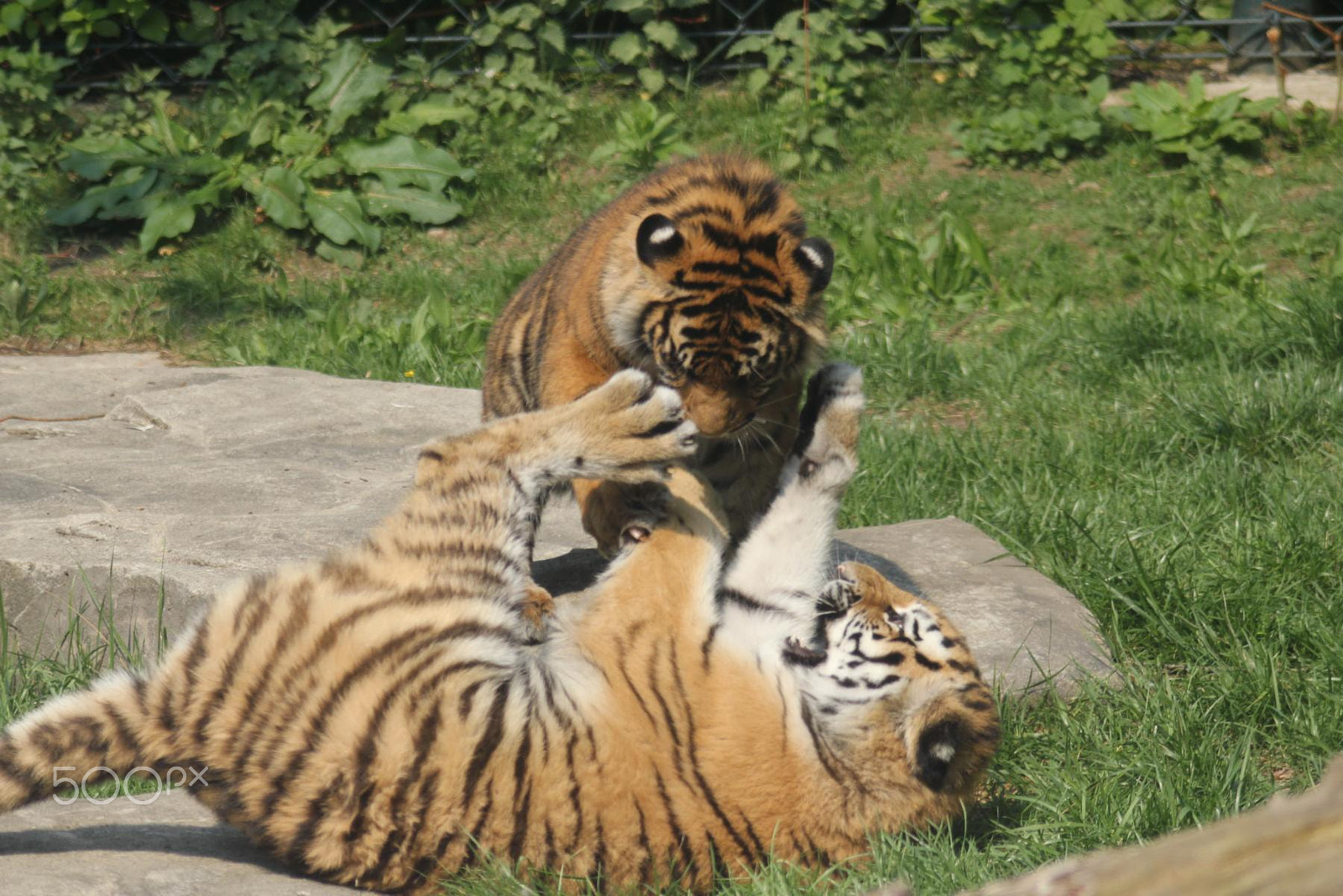 Canon EOS 550D (EOS Rebel T2i / EOS Kiss X4) + Canon EF 100-300mm f/5.6 sample photo. Impressionen aus dem zoo wuppertal photography