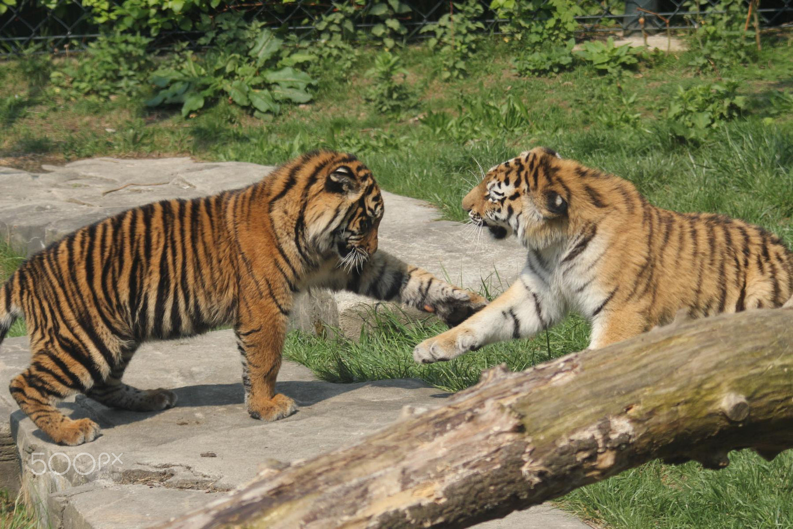 Canon EOS 550D (EOS Rebel T2i / EOS Kiss X4) + Canon EF 100-300mm f/5.6 sample photo. Impressionen aus dem zoo wuppertal photography